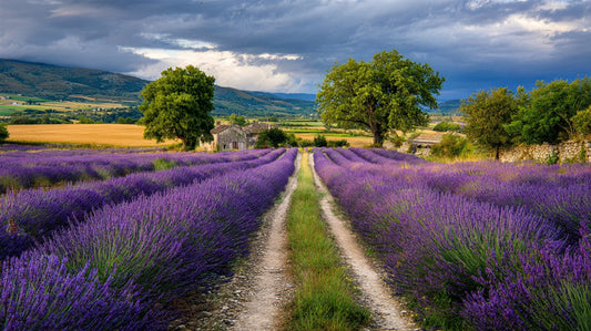 Seasonal Landscapes: How Different Seasons Influence Mood and Decor